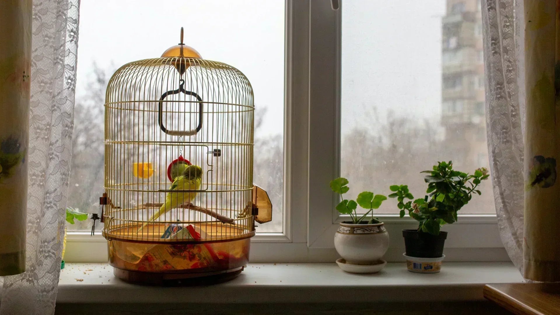 How to Clean Bird Litter at Home