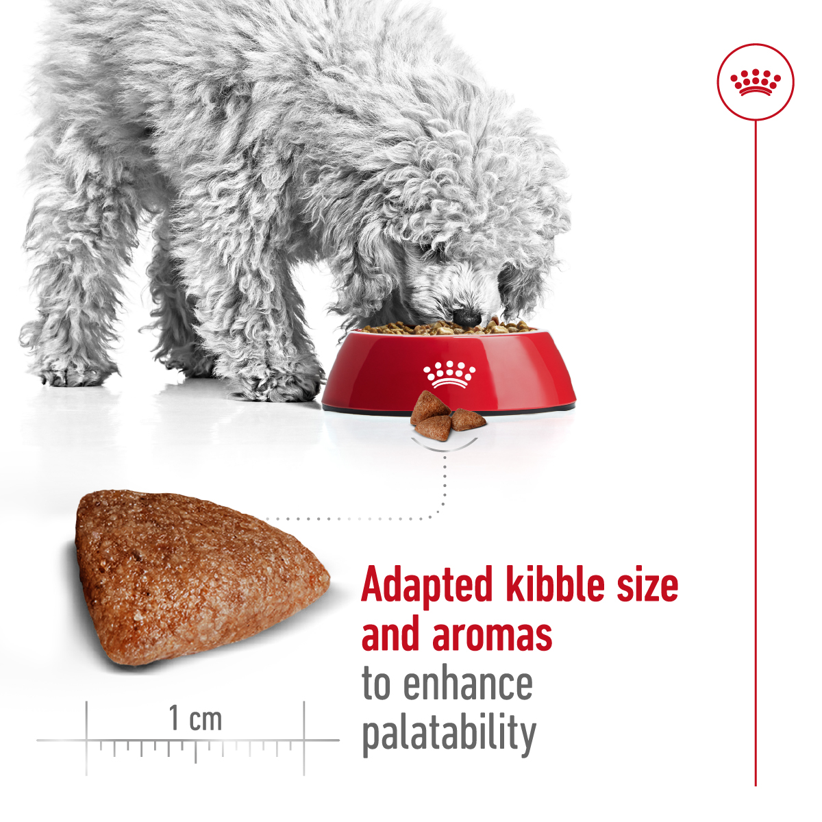 Royal Canin Size Health Mini Indoor Adult Dry Dog Food 1.5kg