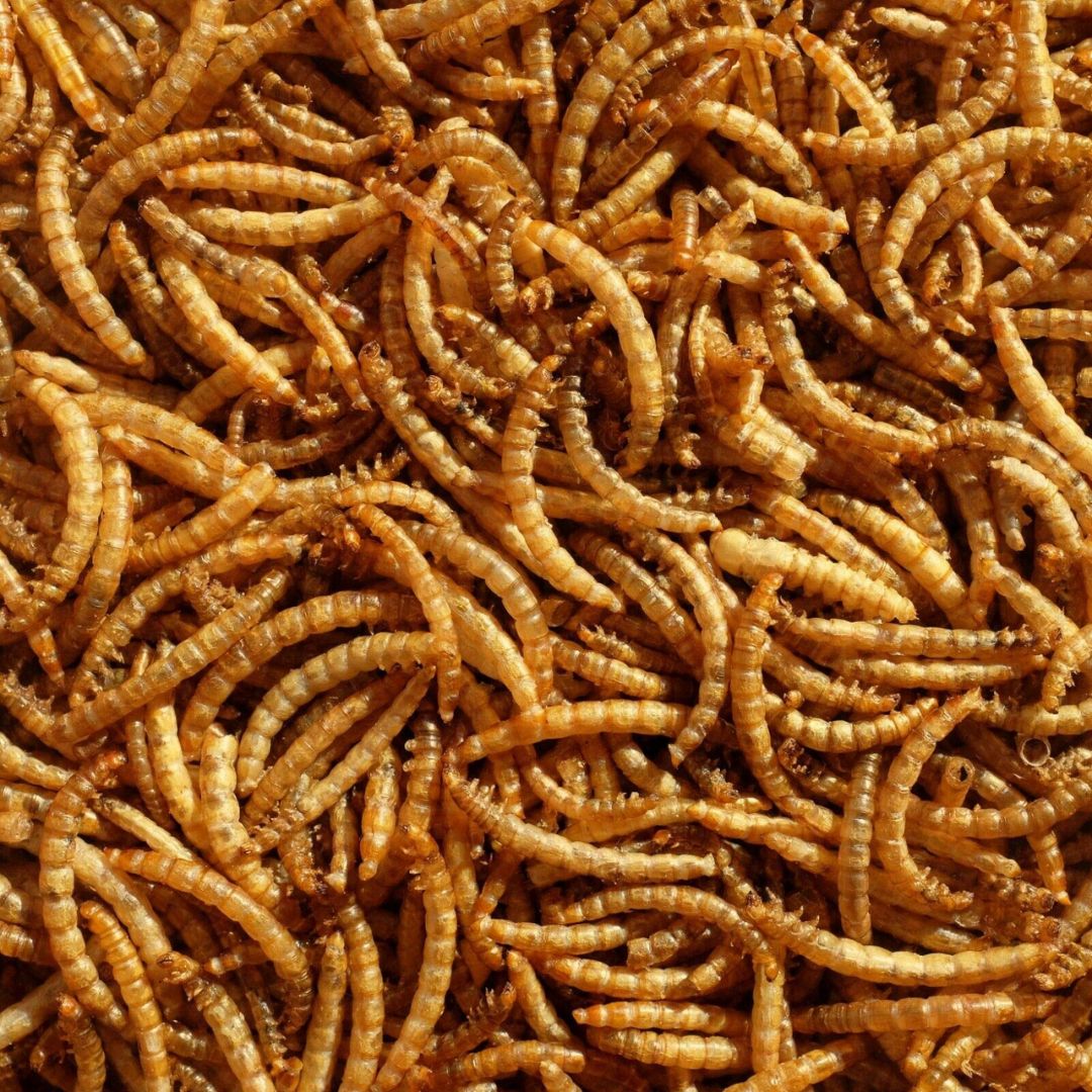 Pado Dried Mealworms High-Protein Pet Feed - 250g