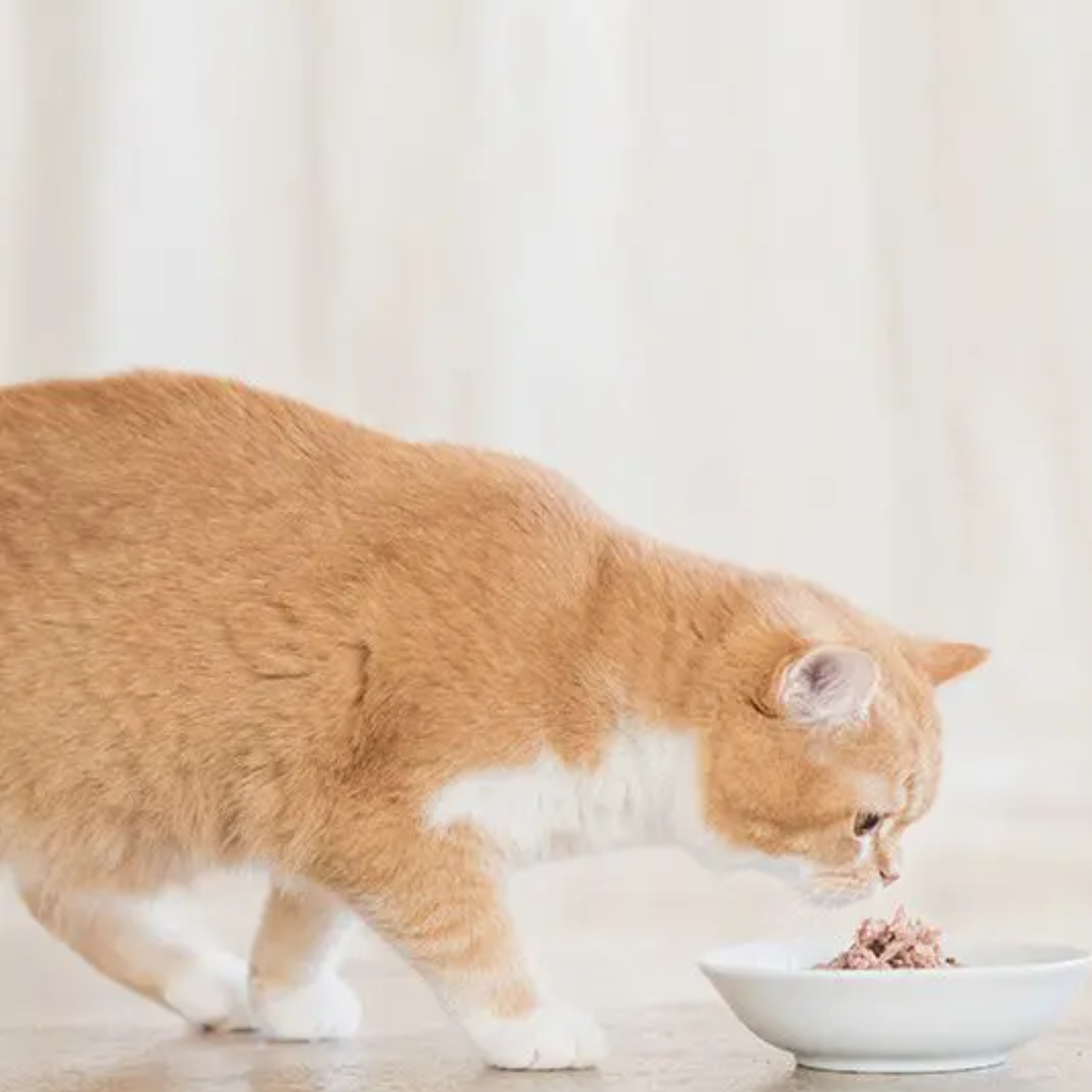 Schesir Cat Wet Food Tuna With Broth - 50G