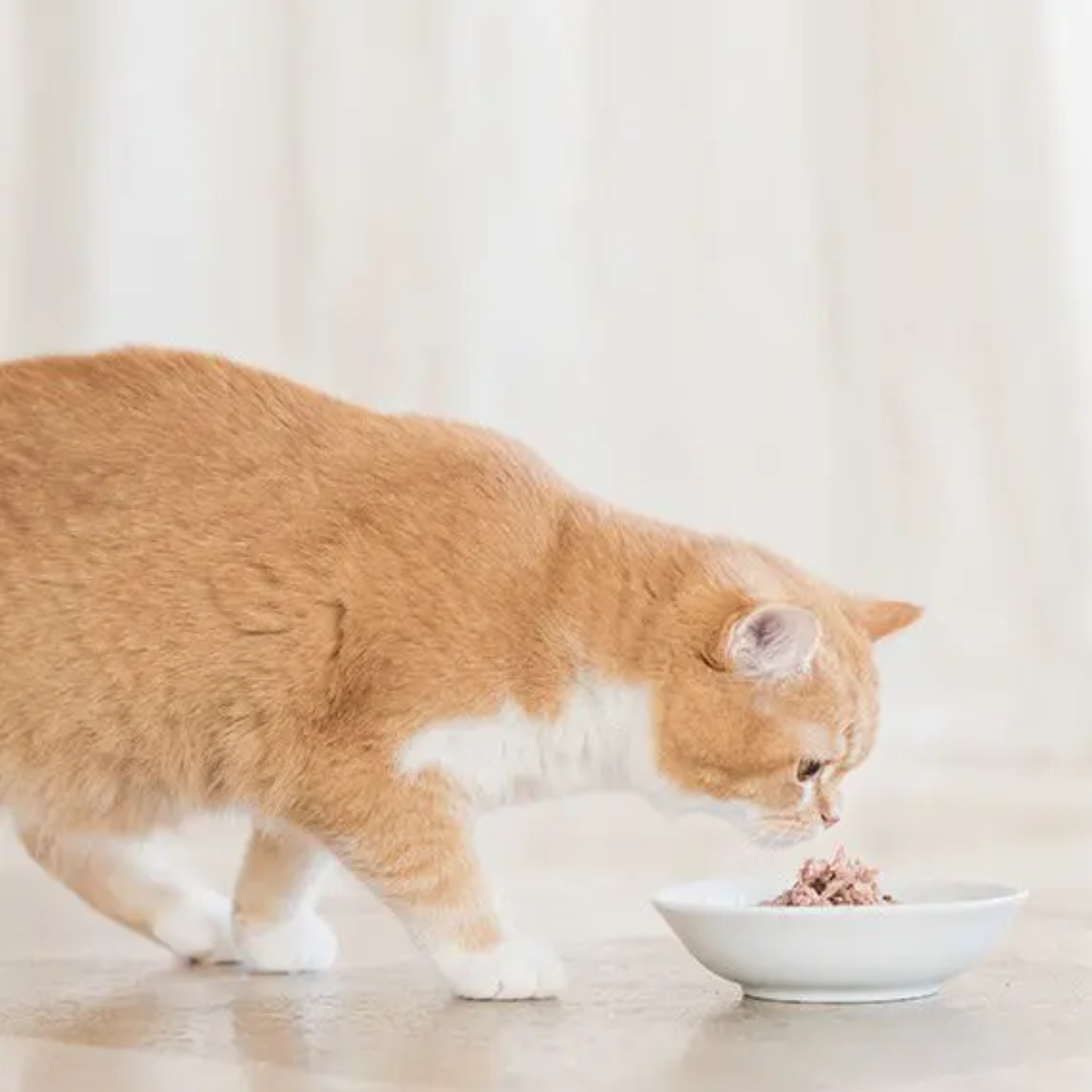 Schesir Bio Organic Beef Wet Cat Food - 85G