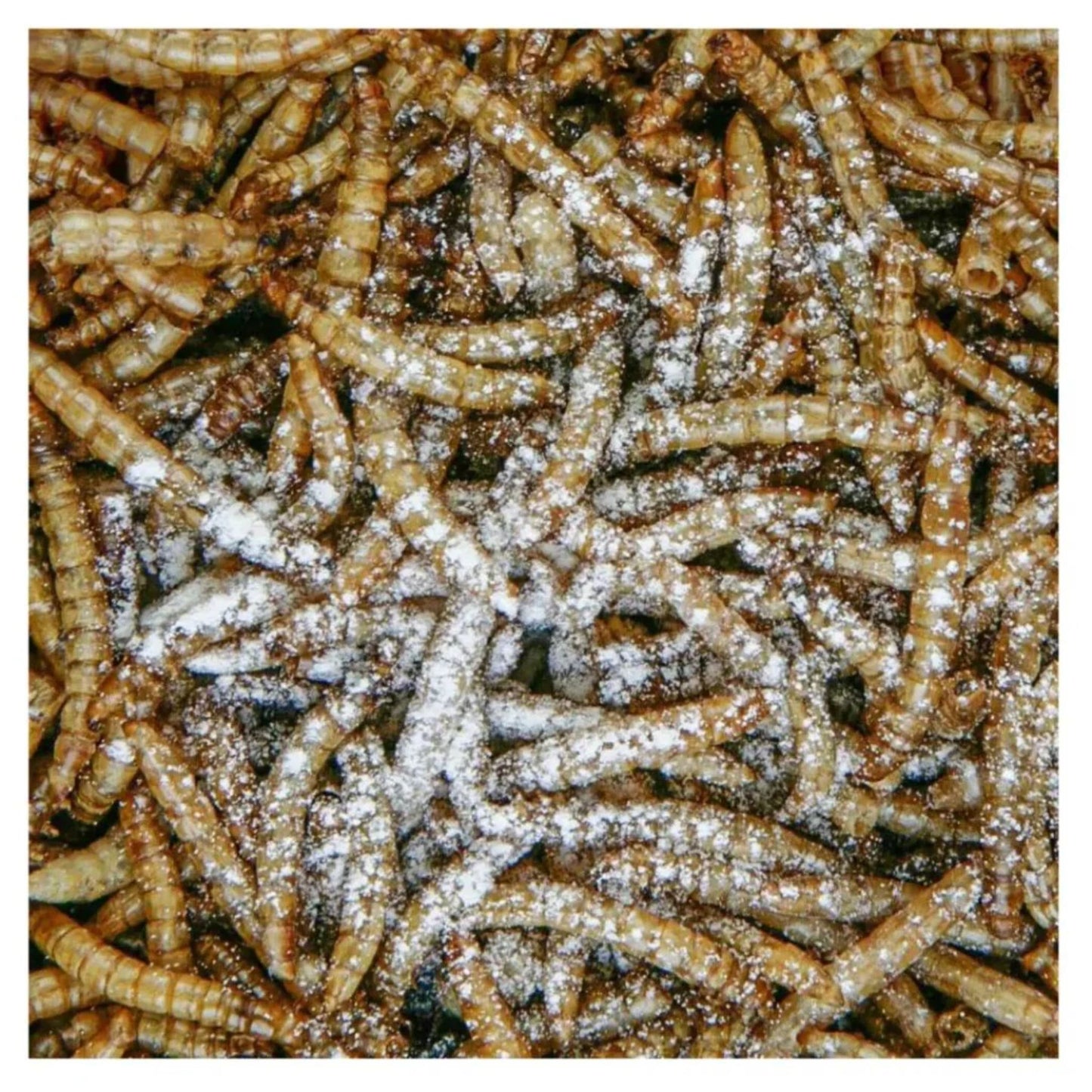 Sera Reptimineral C Calcium Supplement Reptile Health – 100ml