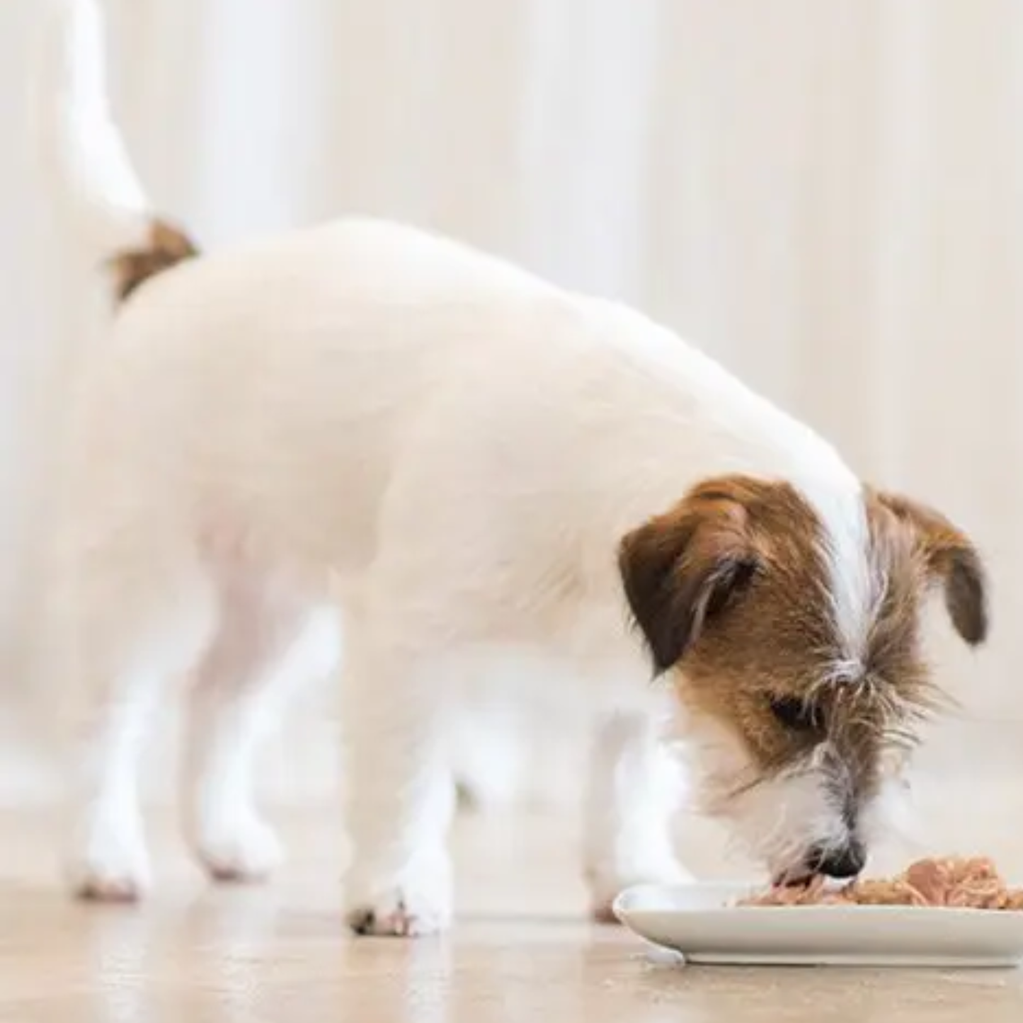 Schesir Dog Wet Food Chicken Natural Style - 85G