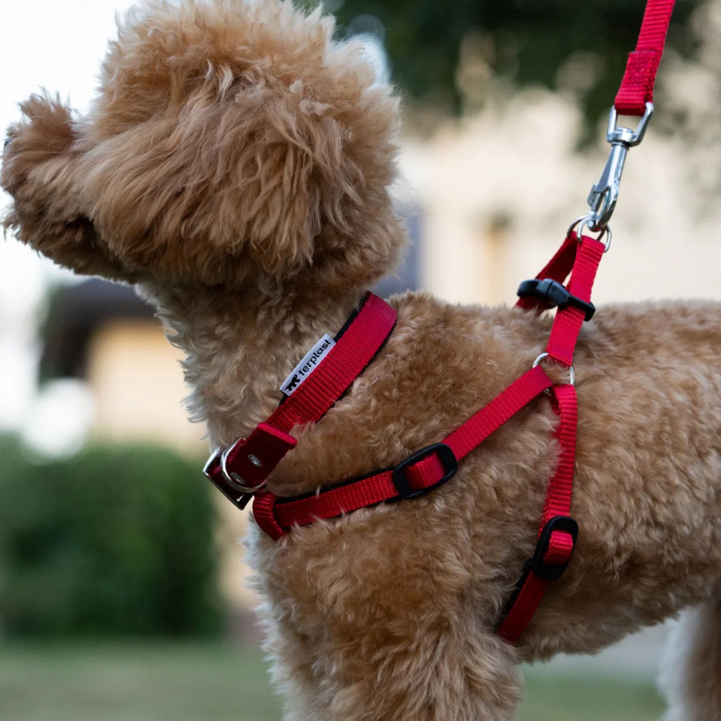 Brown dog wearing a red harness and leash with a blurred outdoor background