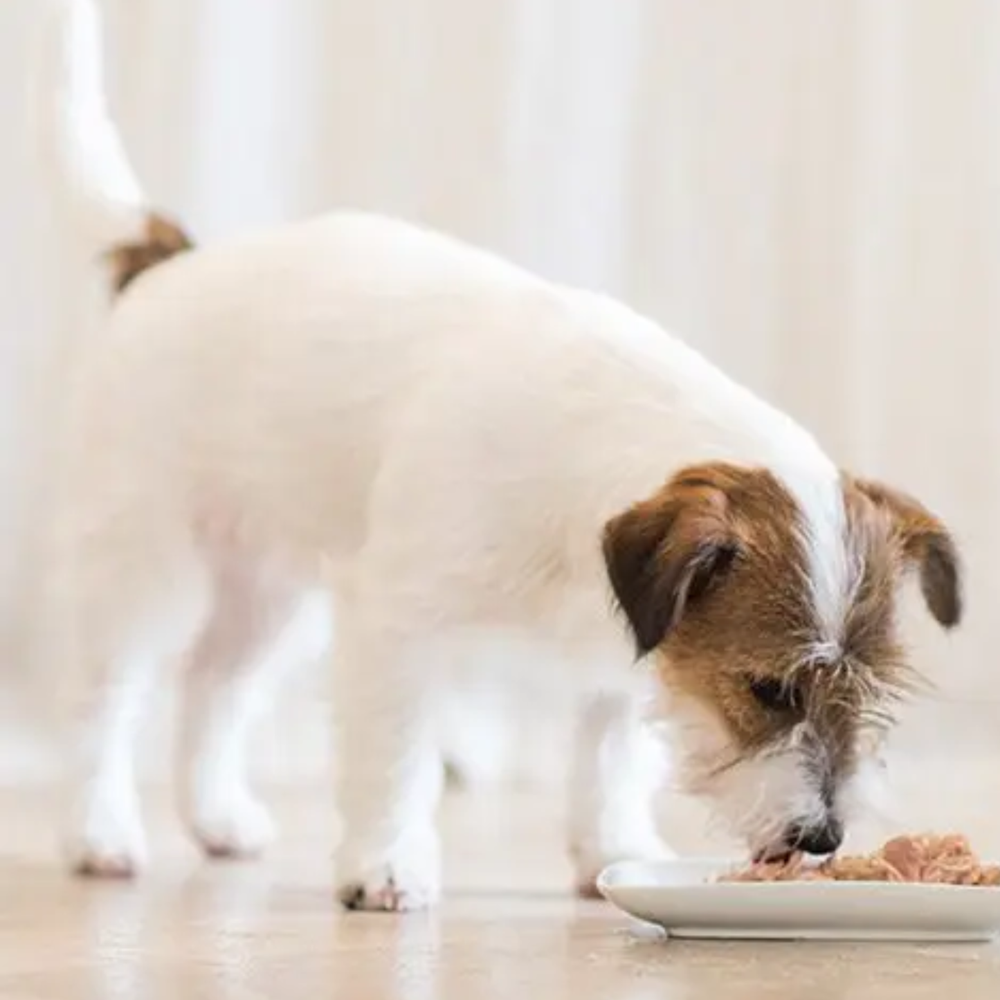 Schesir Dog Wet Food Chicken With Lamb - 85G