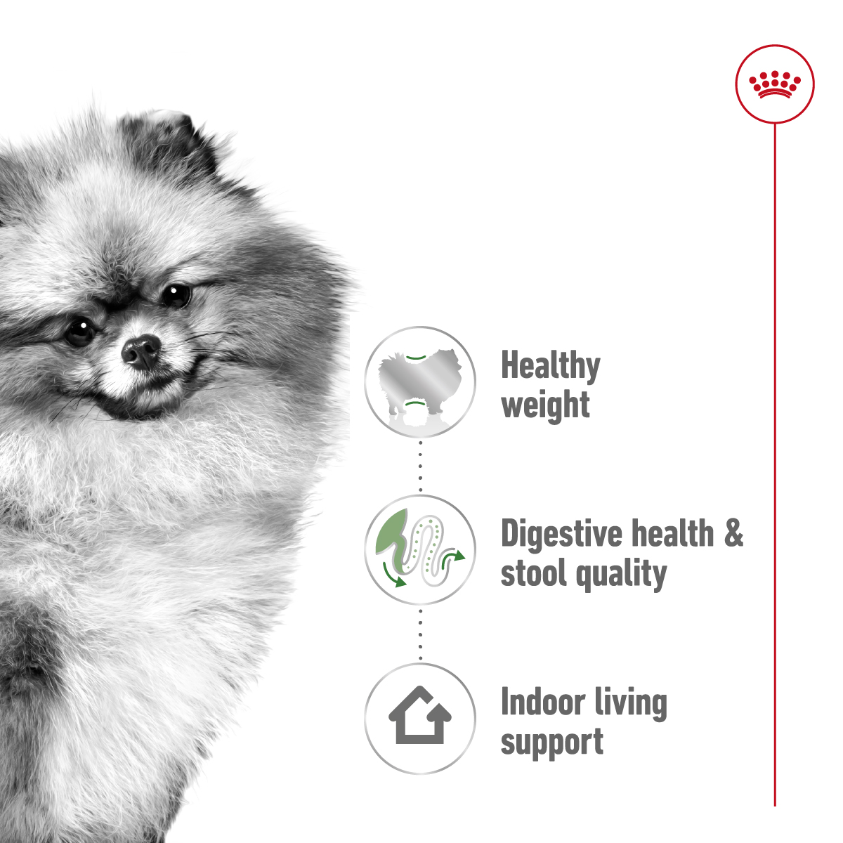 Royal Canin Size Health Mini Indoor Adult Dry Dog Food 1.5kg