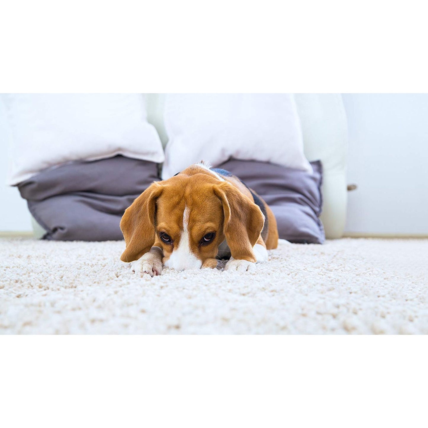 Dog peeking from behind a sofa with a neutral background