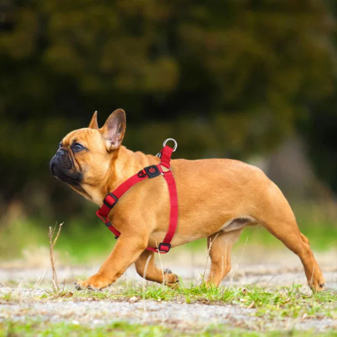 Doco Signature Step-In Dog Harness – Comfortable Harness