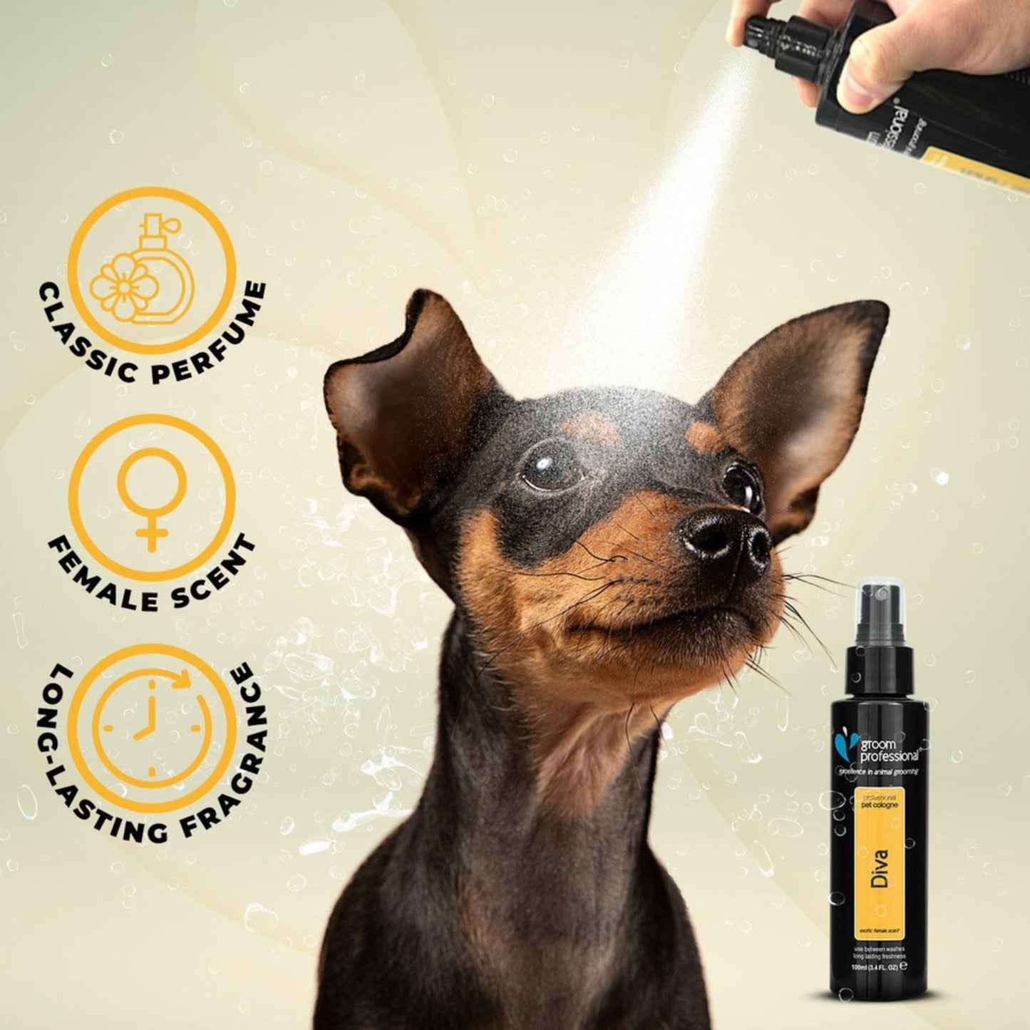 Groom Professional Diva Cologne – 100ml Exotic Female Scent