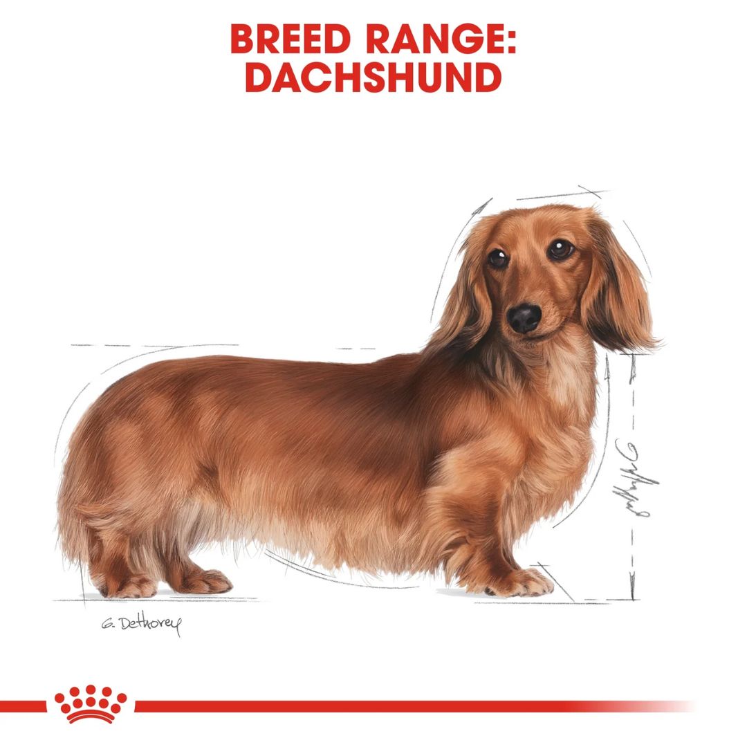 Dachshund illustration with breed range text on a white background