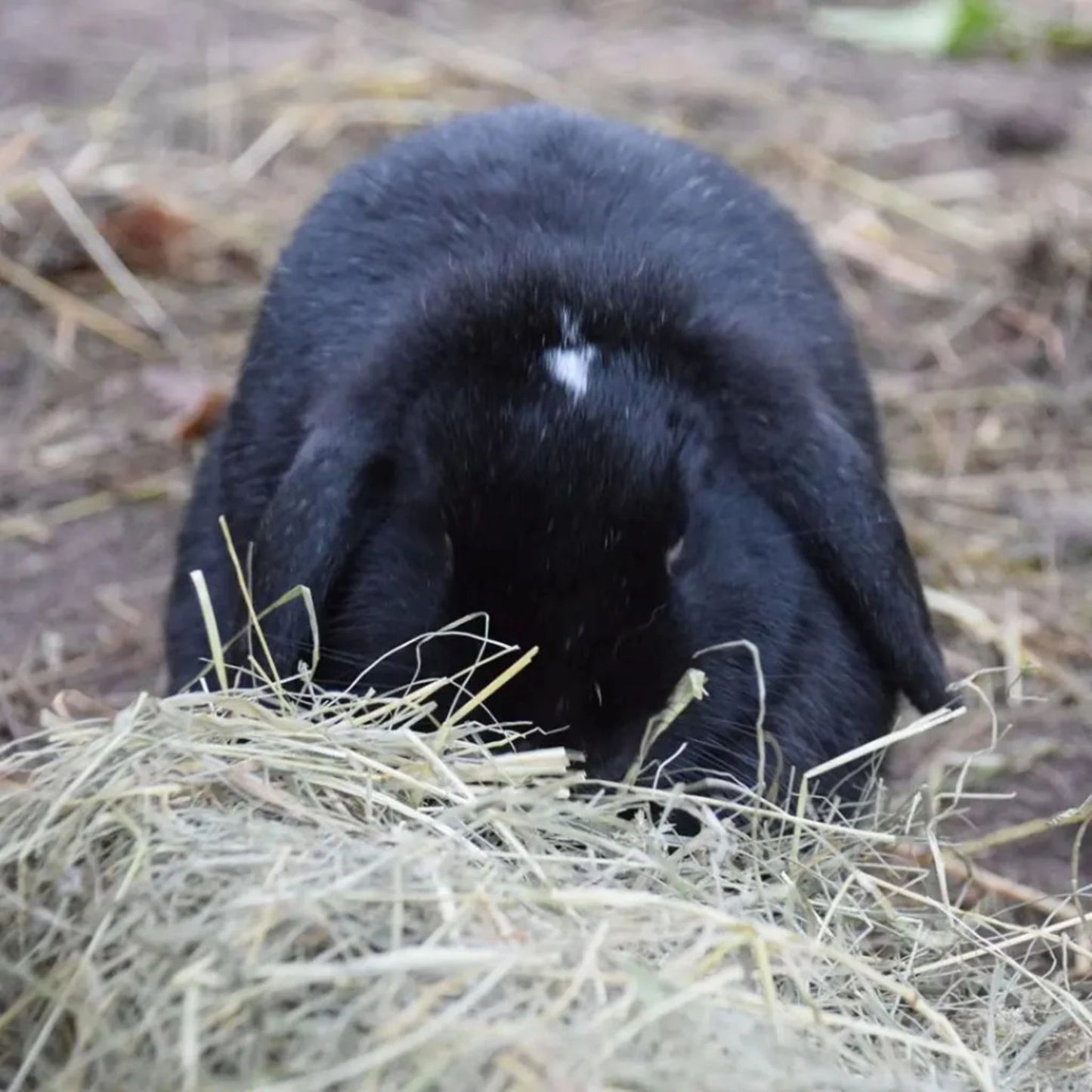 Witte Molen Puur Timothy Hay Premium Forage – 500g