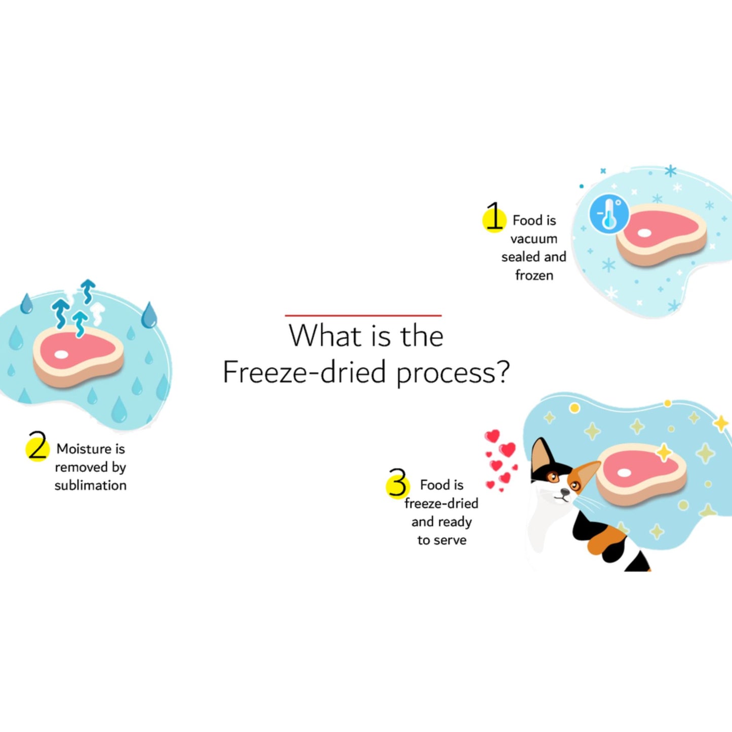 Diagram explaining the freeze-drying process with cartoon illustrations and text.