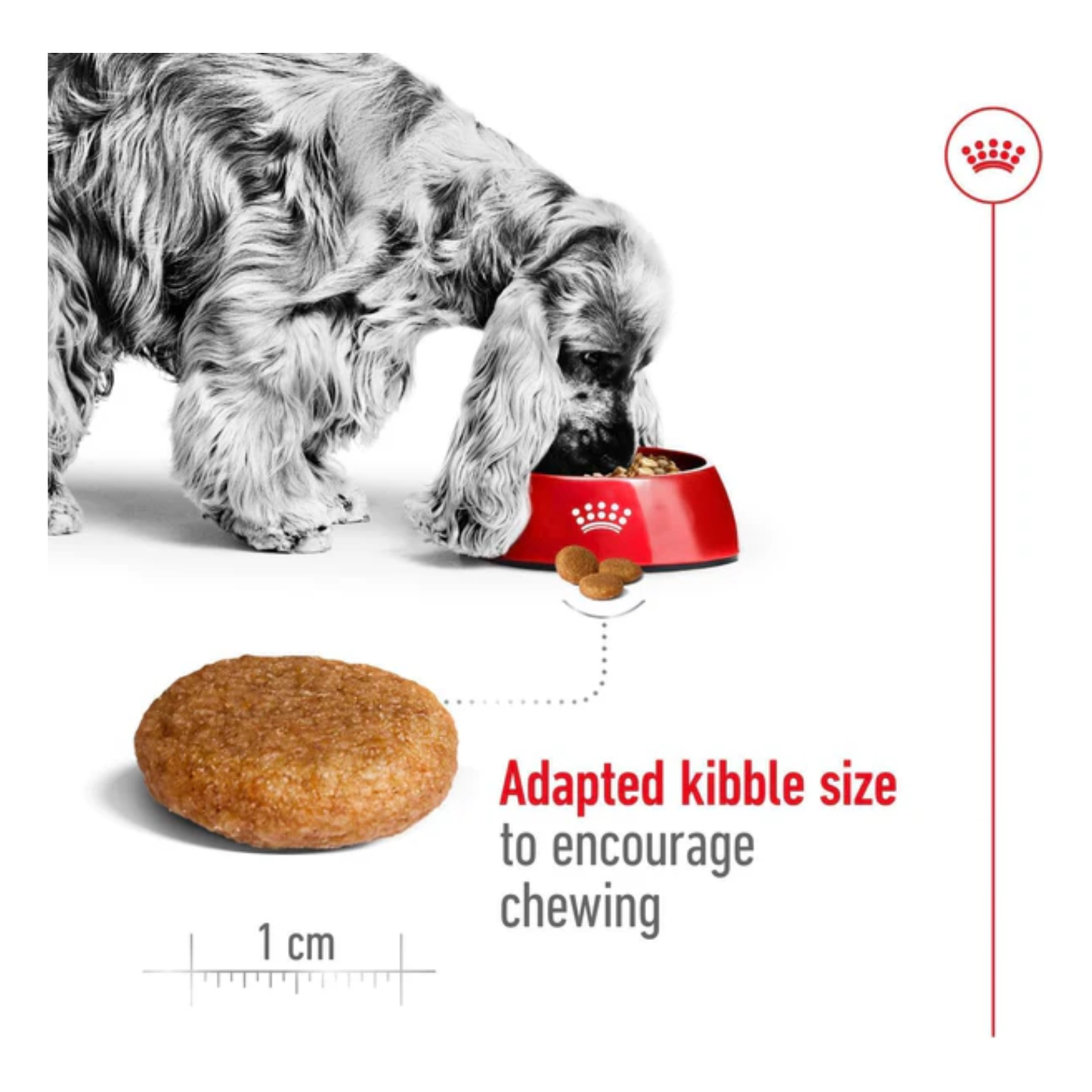 Royal Canin Medium Adult Healthy Dog Food