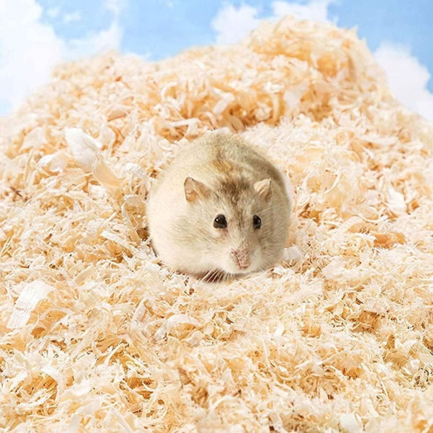 Hamster peeking out from a pile of wood chips with a blue sky background