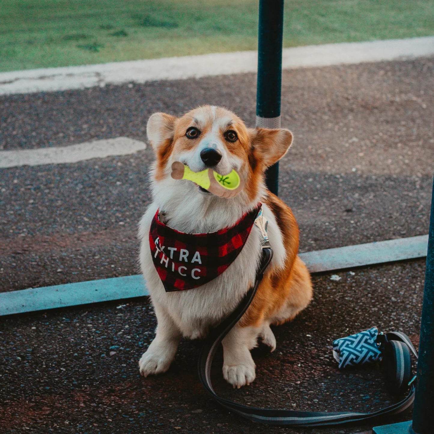 Corgi dog wearing a 'Extra Thick' harness holding a yellow tennis ball on a leash.