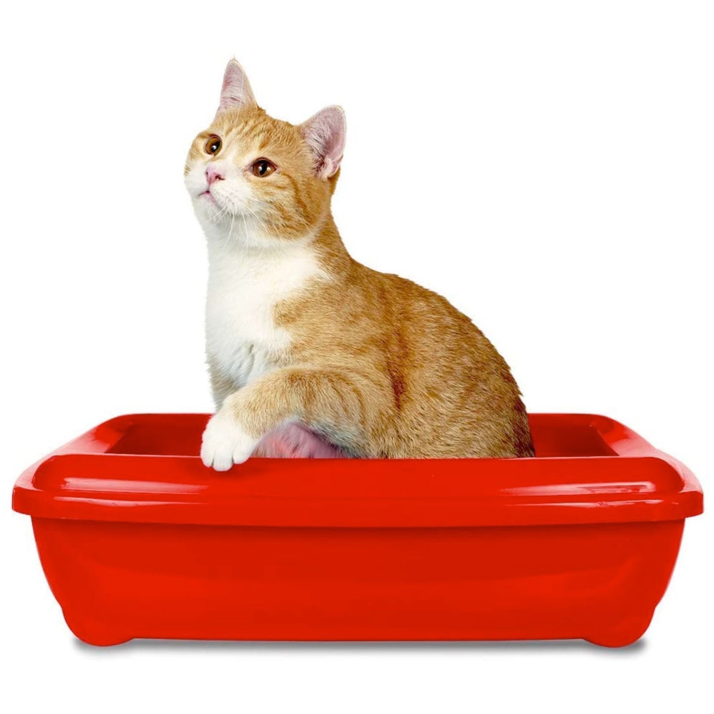 Cat sitting inside a red litter box on a white background
