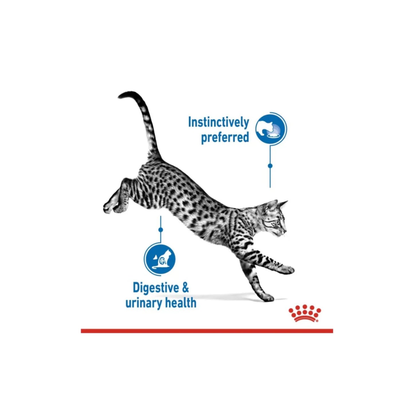 Cat running with text on digestive and urinary health on a white background