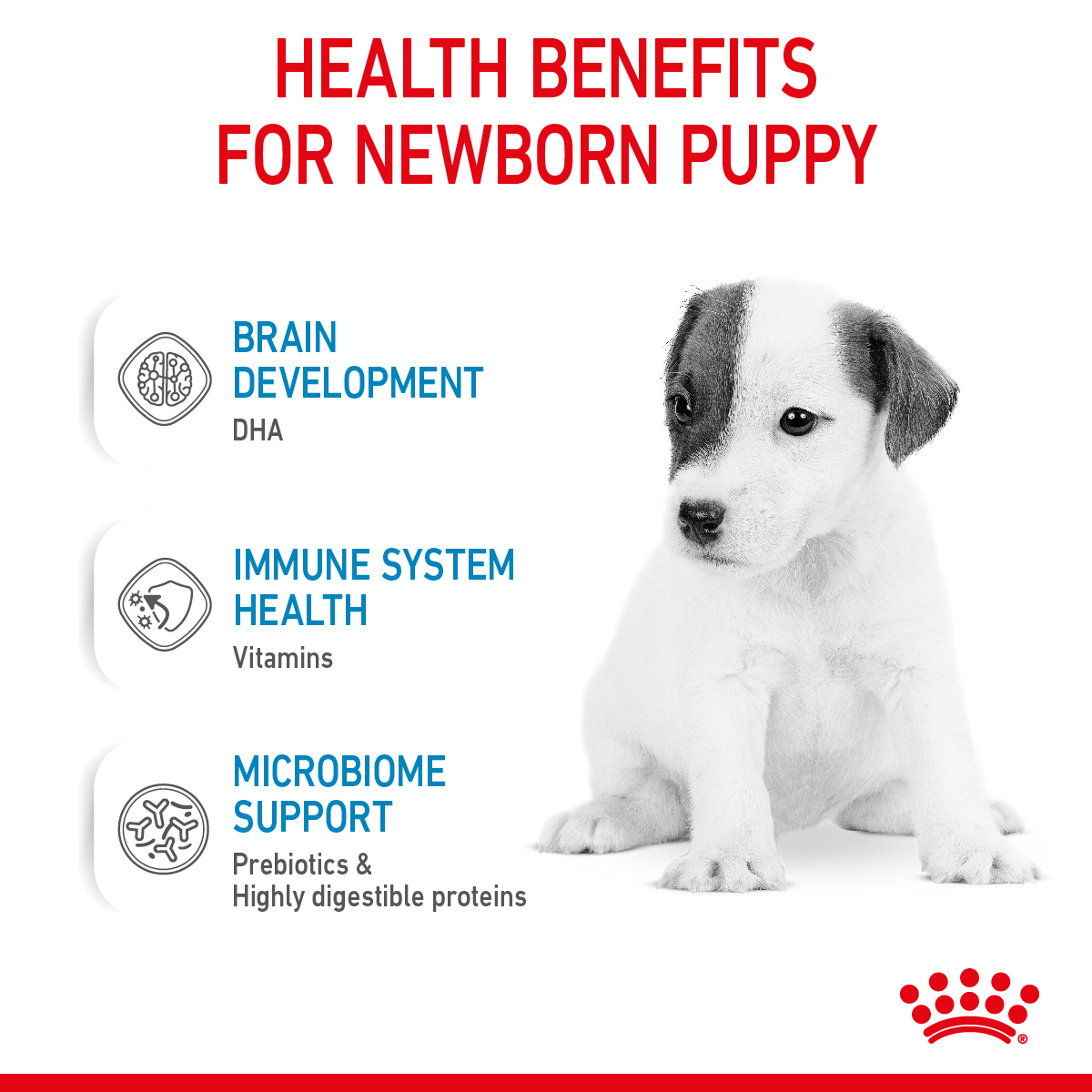 Royal Canin Size Health Puppy Milk Powder 400g