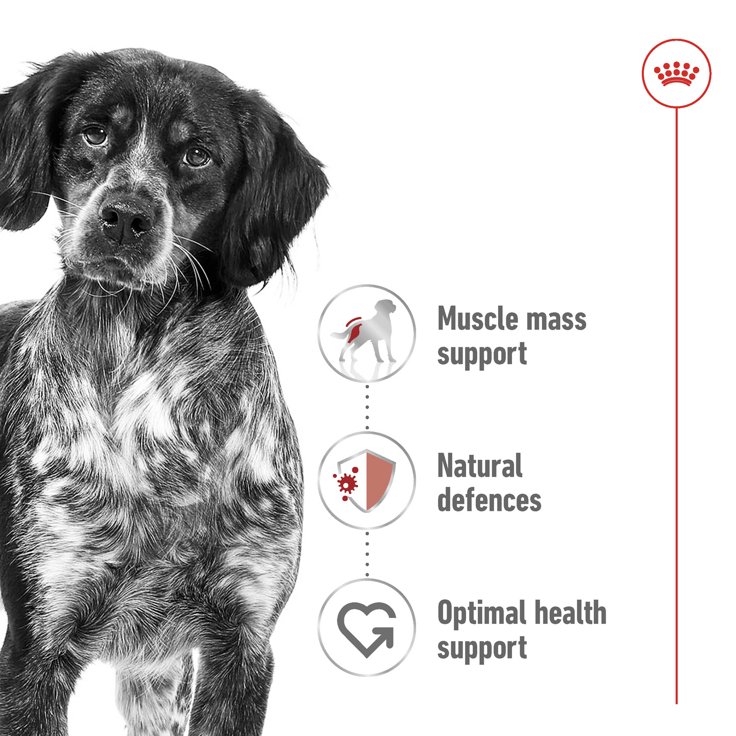 Royal Canin Size Health Medium Adult Dog Food 4KG