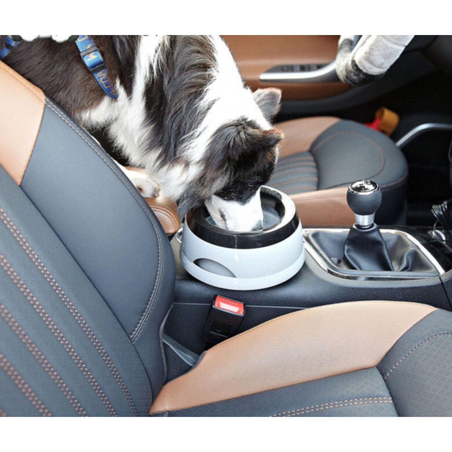 Dog drinking from a bowl in a car with a cup holder