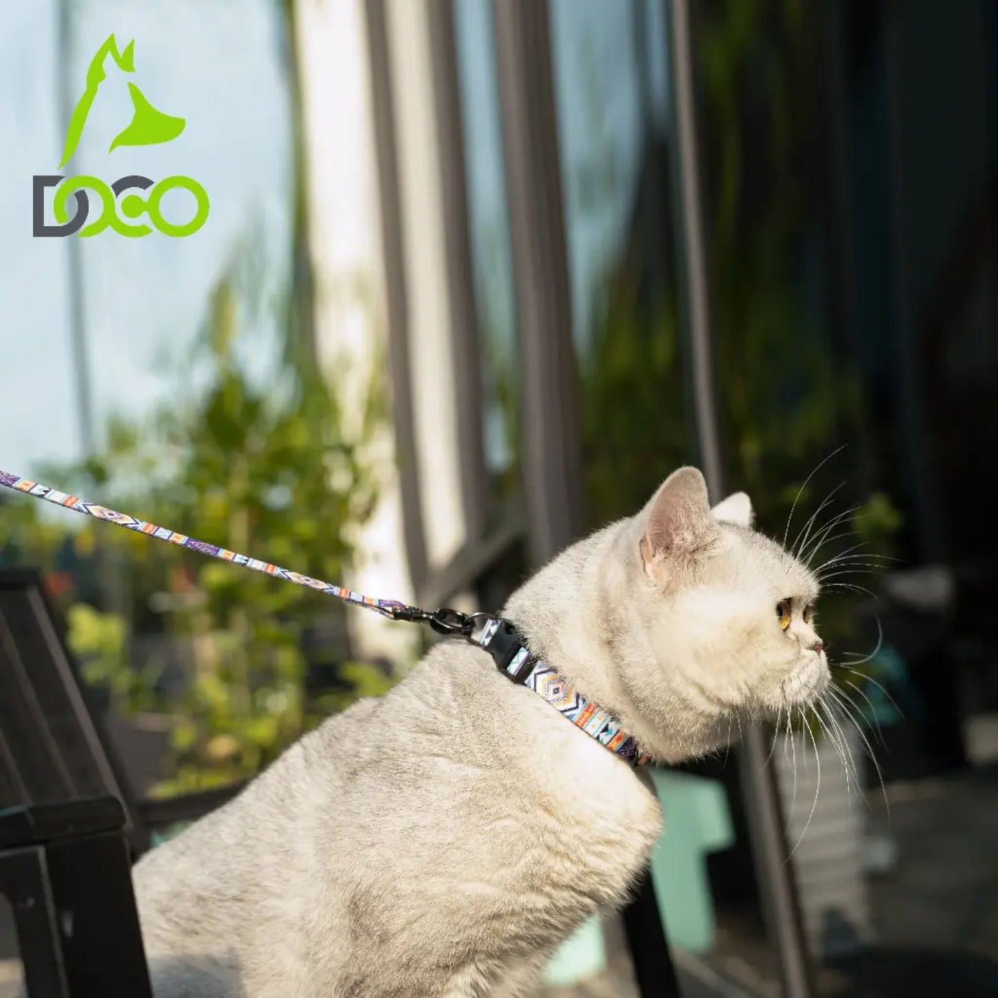 Cat on a leash with a blurred outdoor background