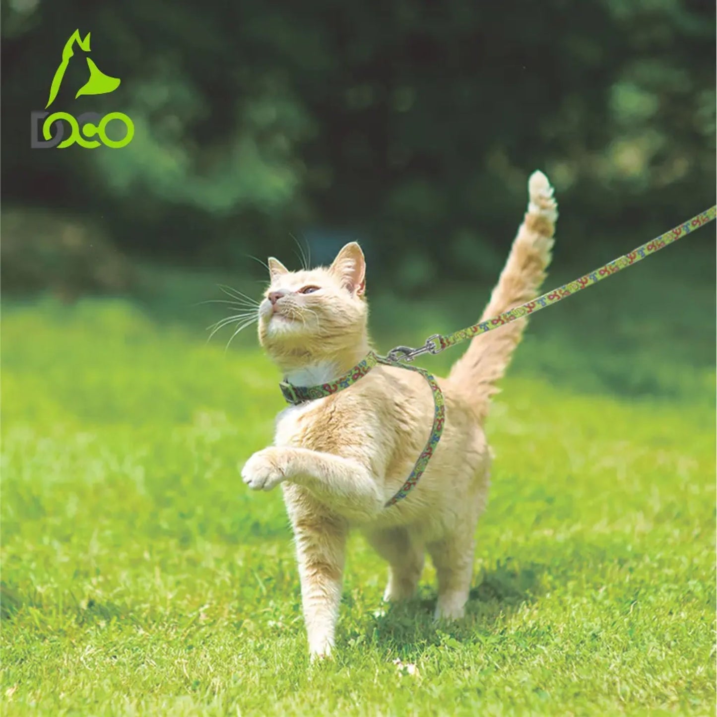 Cat on a leash standing on grass with a blurred green background