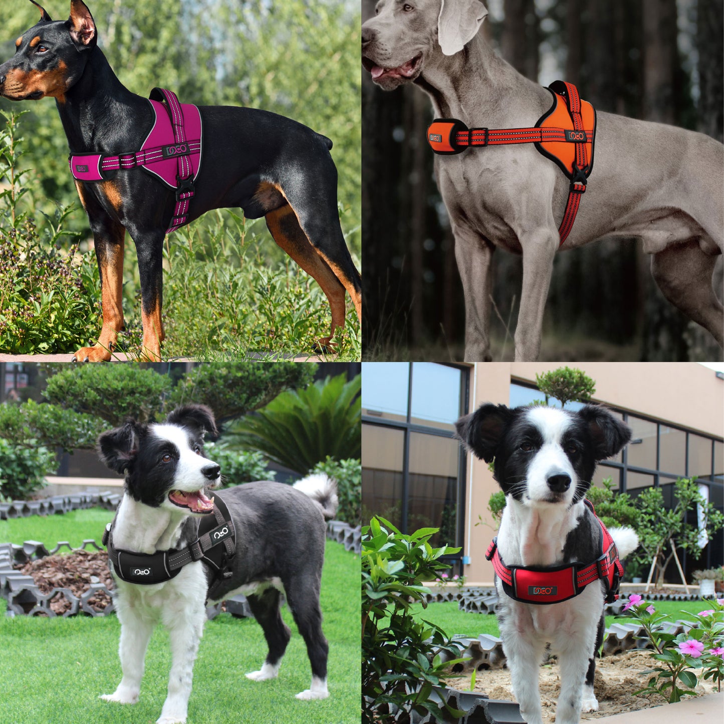 Doco Vertex Power Harness Previous (Dvx1) – Durable Power Dog Harness