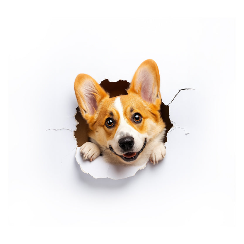 Corgi dog peeking through a torn white paper background
