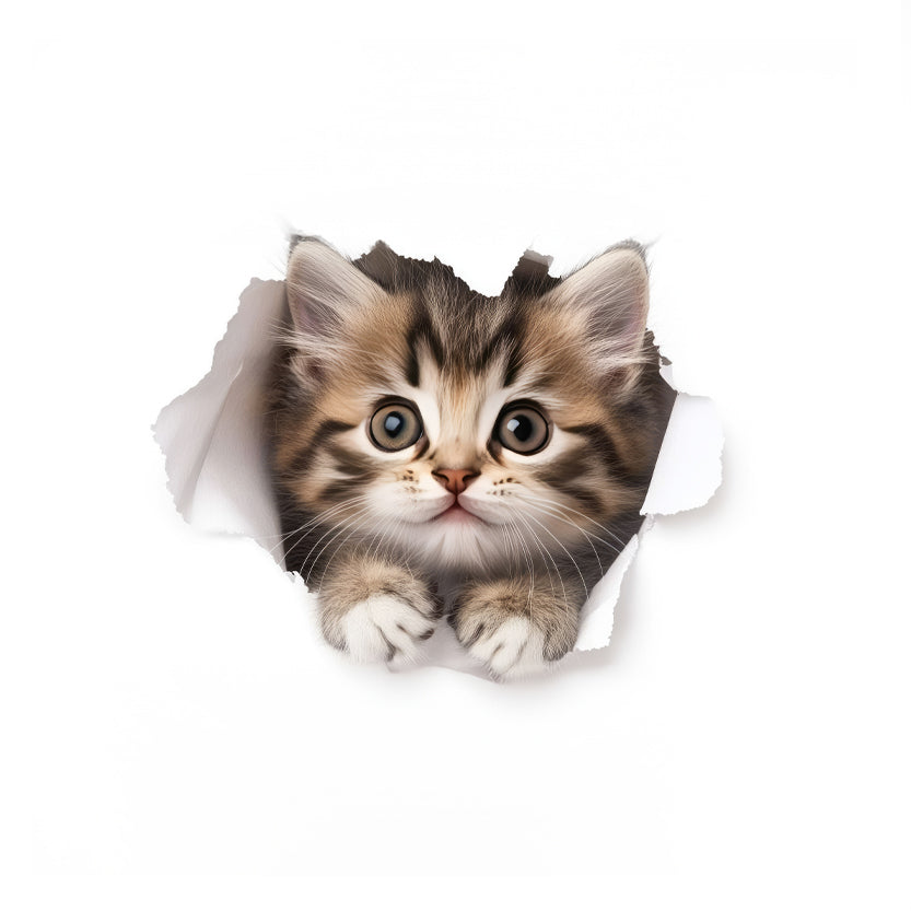Kitten peeking through a torn piece of paper on a white background