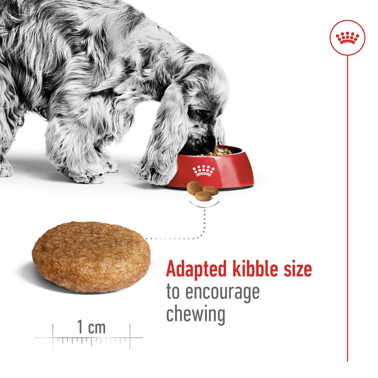 Royal Canin Size Health Medium Adult Dog Food 4KG