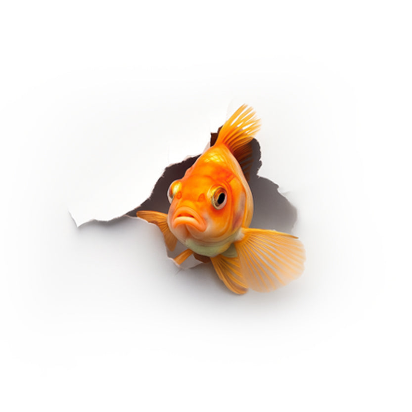 Goldfish emerging from a torn piece of paper on a white background