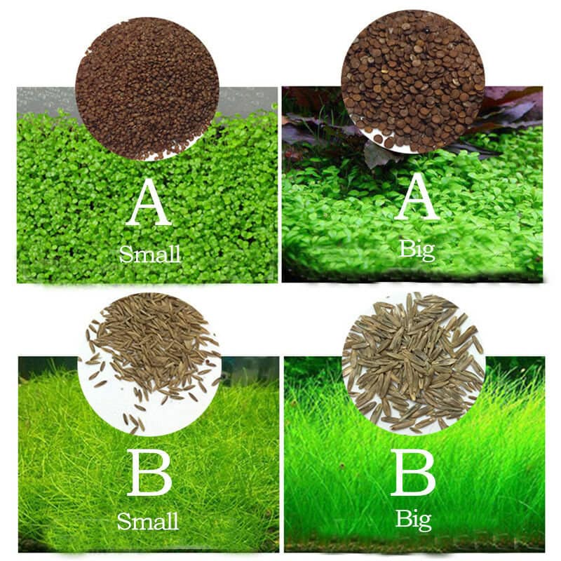 Aquabroo Plant Seed Large Pair Of Leaves