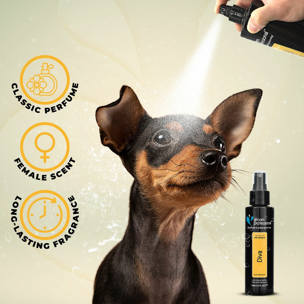 Groom Professional Diva Cologne – 100ml Exotic Female Scent