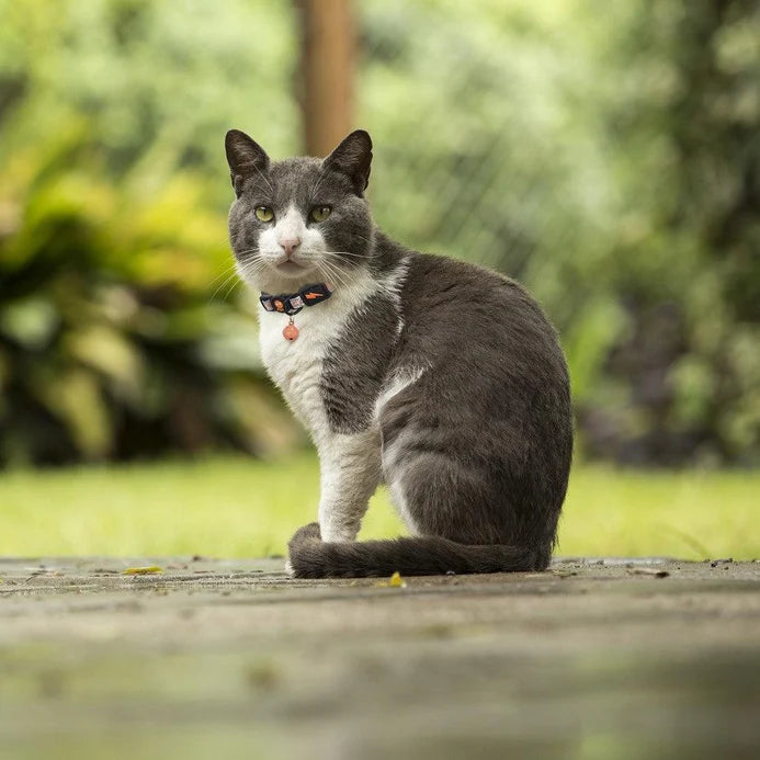 Doco Reflective Cat Collar BLUE