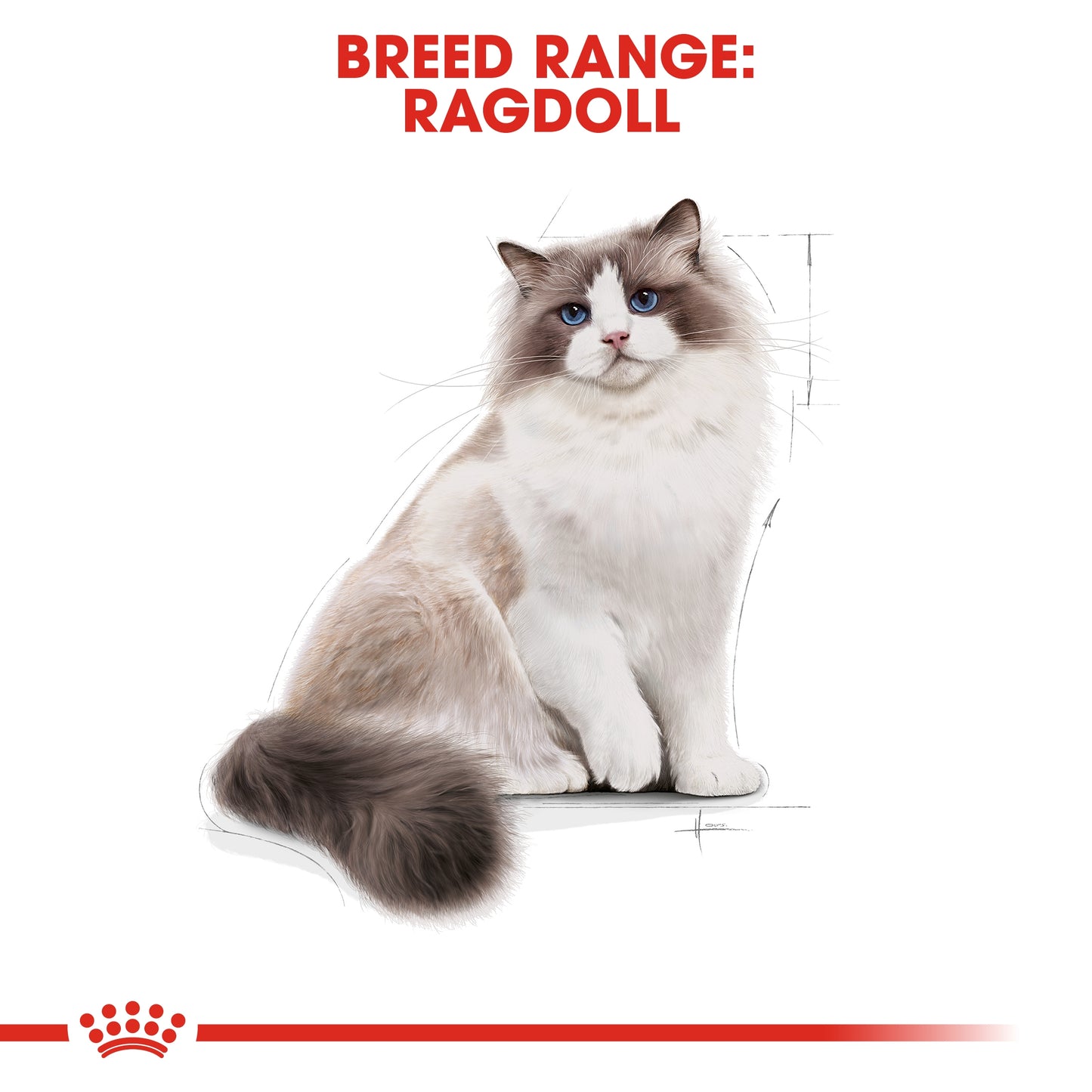 Royal Canin Feline Breed Nutrition Ragdoll Adult Cat Dry Food - 2kg