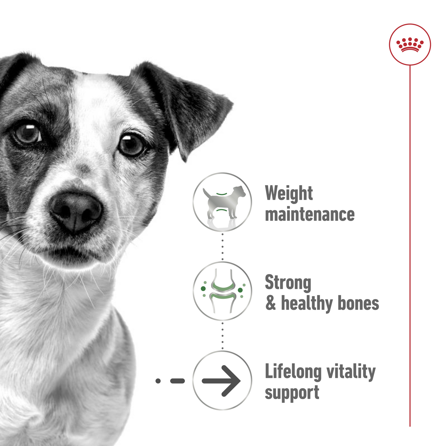 Royal Canin Size Health Mini Ageing 12+Dry Dog Food 1.5kg