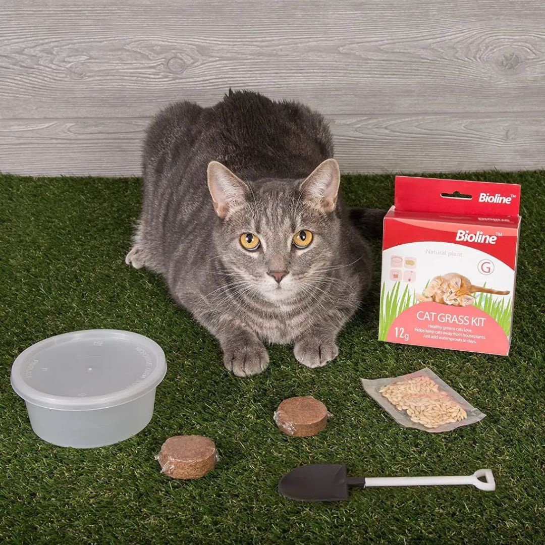 Bioline Catgrass Kit 12g Digestive Aid for Cats (5.4x13.4x12.2cm)