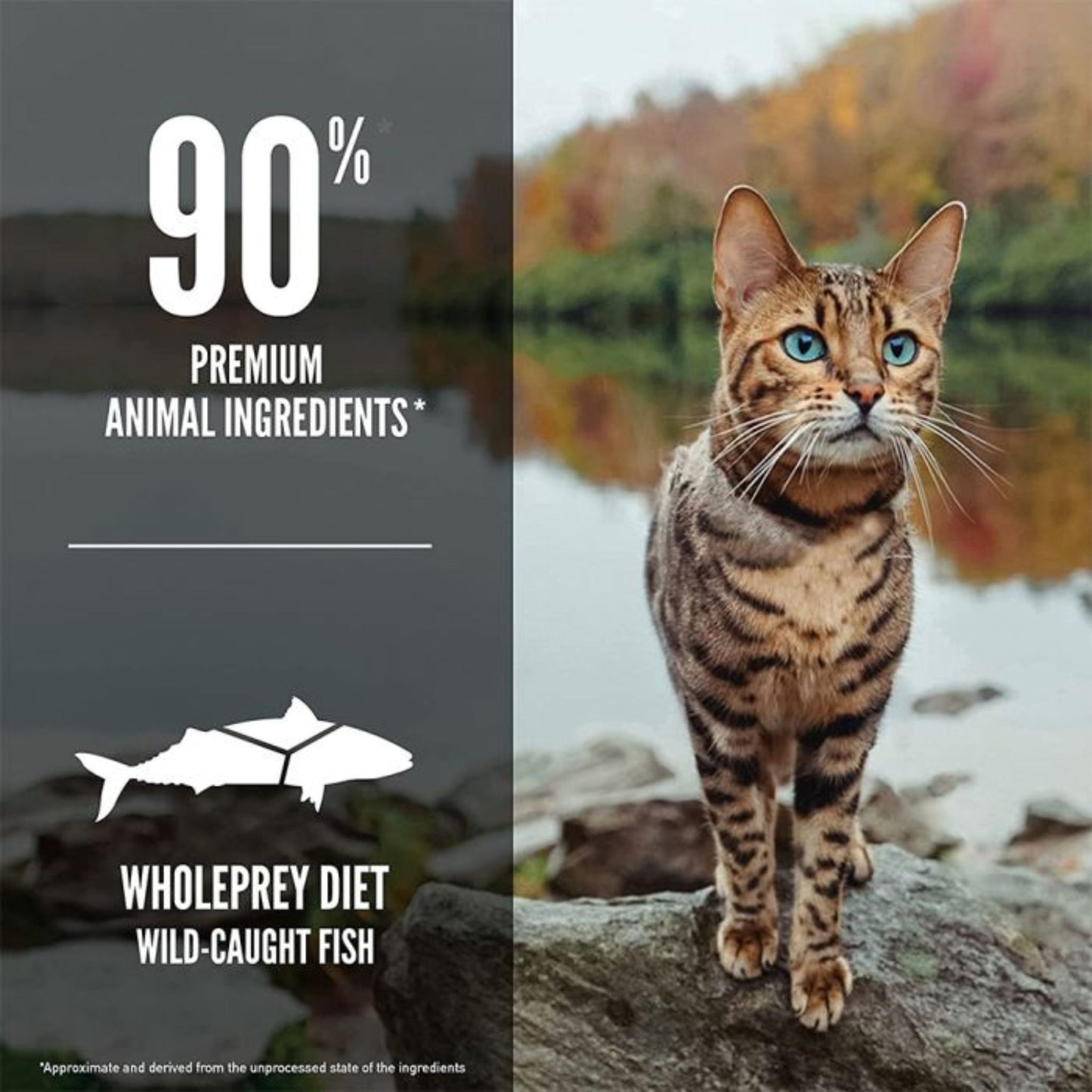 Cat standing on a rock with a scenic background and text about premium animal ingredients and wholeprey diet.