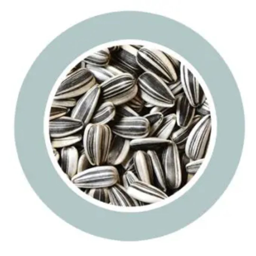 Padovan Sunseeds Premium Bird Seeds – 500g Natural Mix