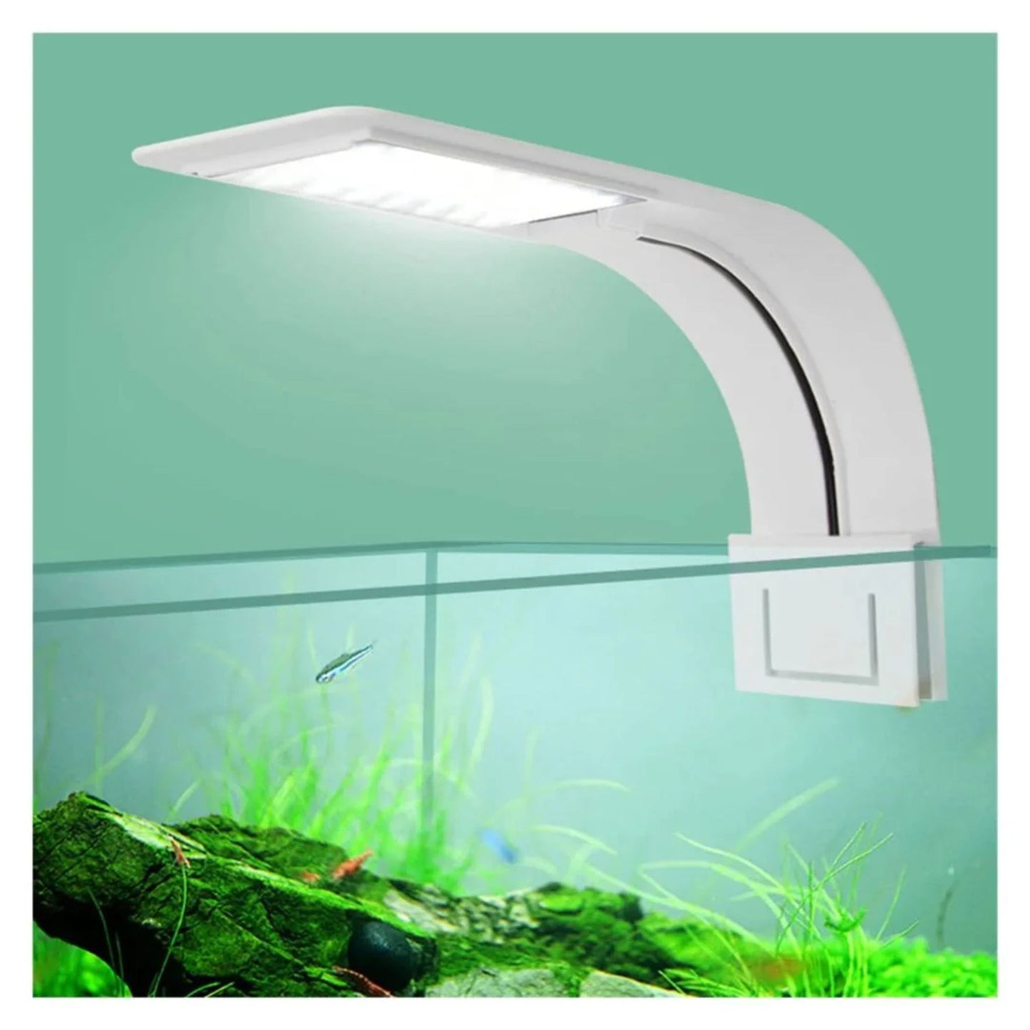Roxin LED Top Light White & Blue Light White - 10W