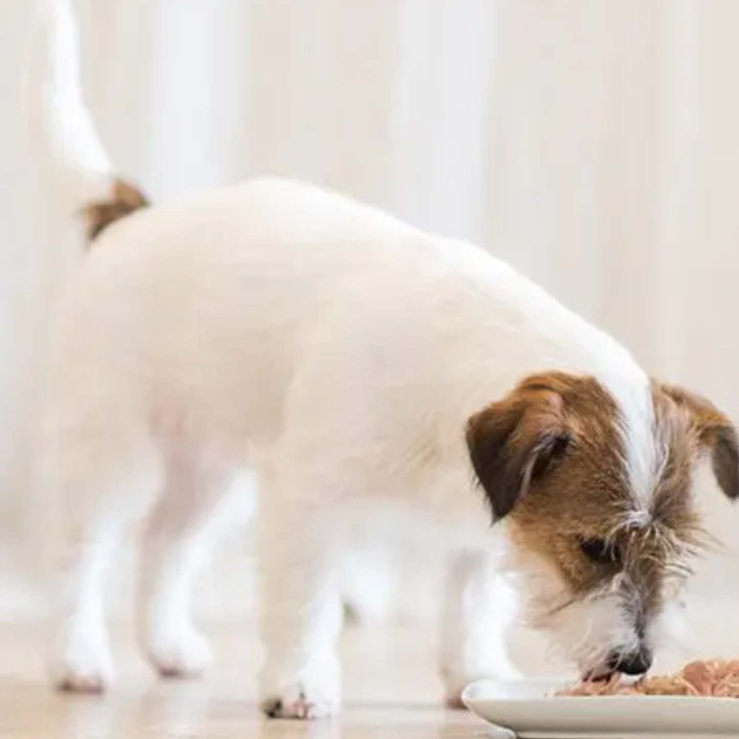 Schesir Dog Wet Food Chicken Fillets With Apple - 150G