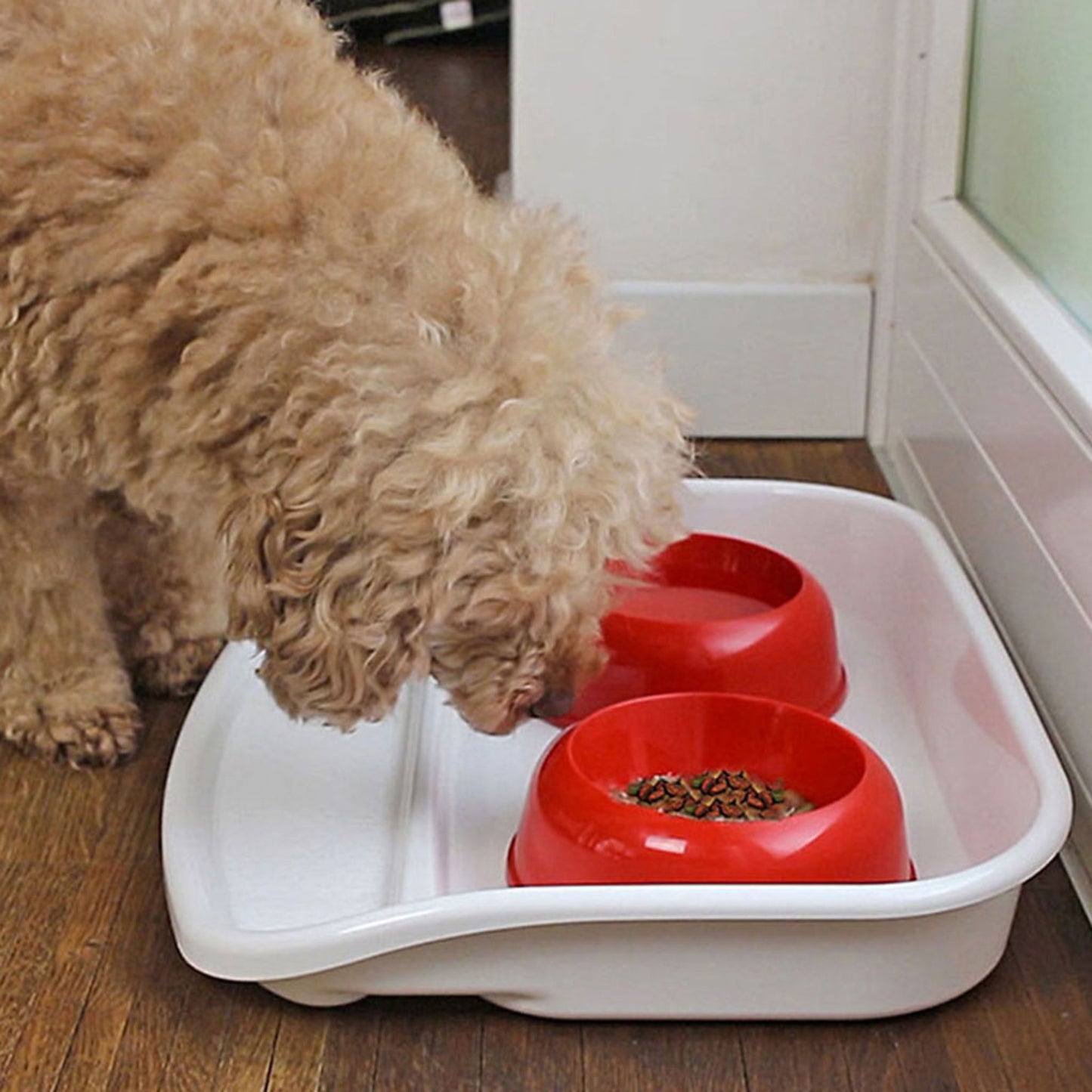Dog eating from red bowls in a white tray on a wooden floor.