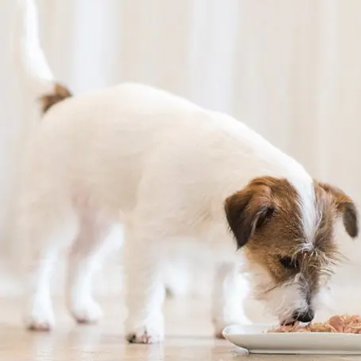 Schesir Dog Wet Food Chicken Fillets With Aloe - 150G