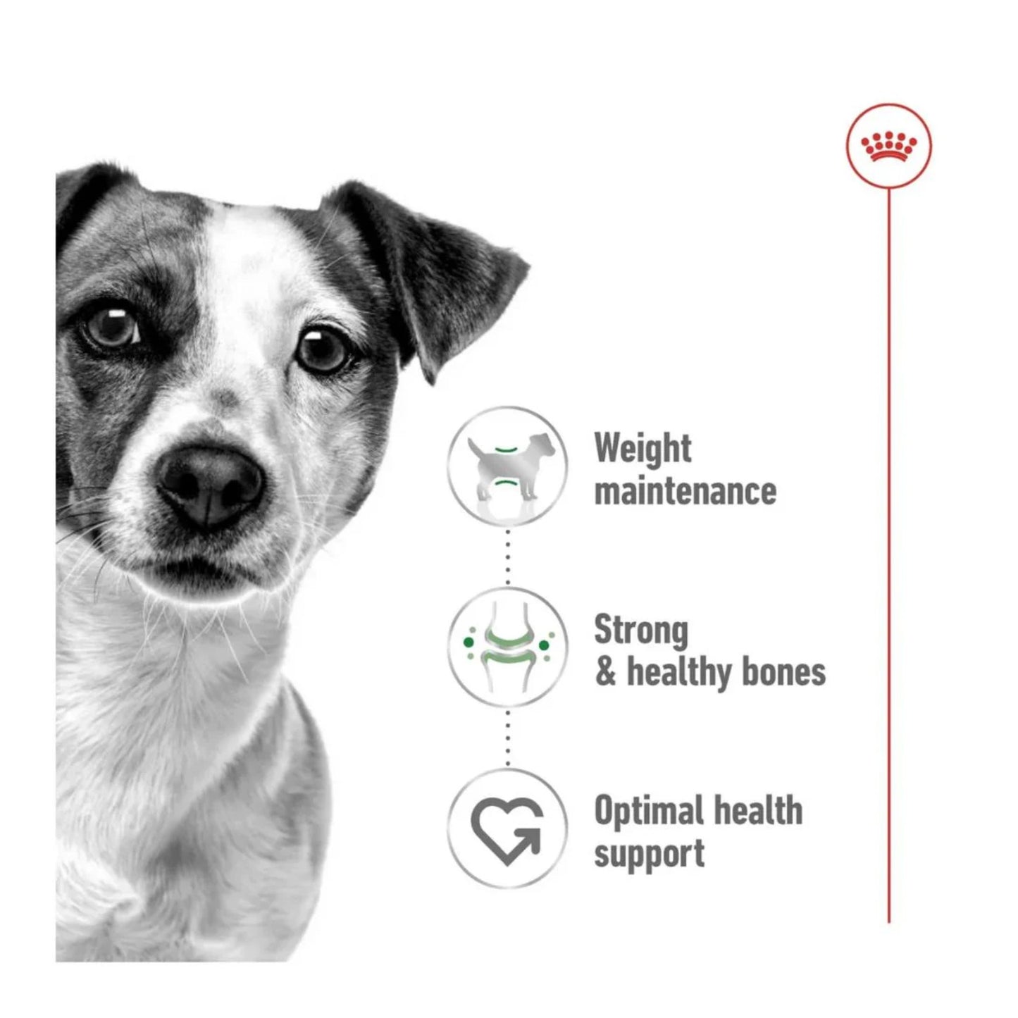 Royal Canin Size Health Mini Adult Dry Dog Food 8kg