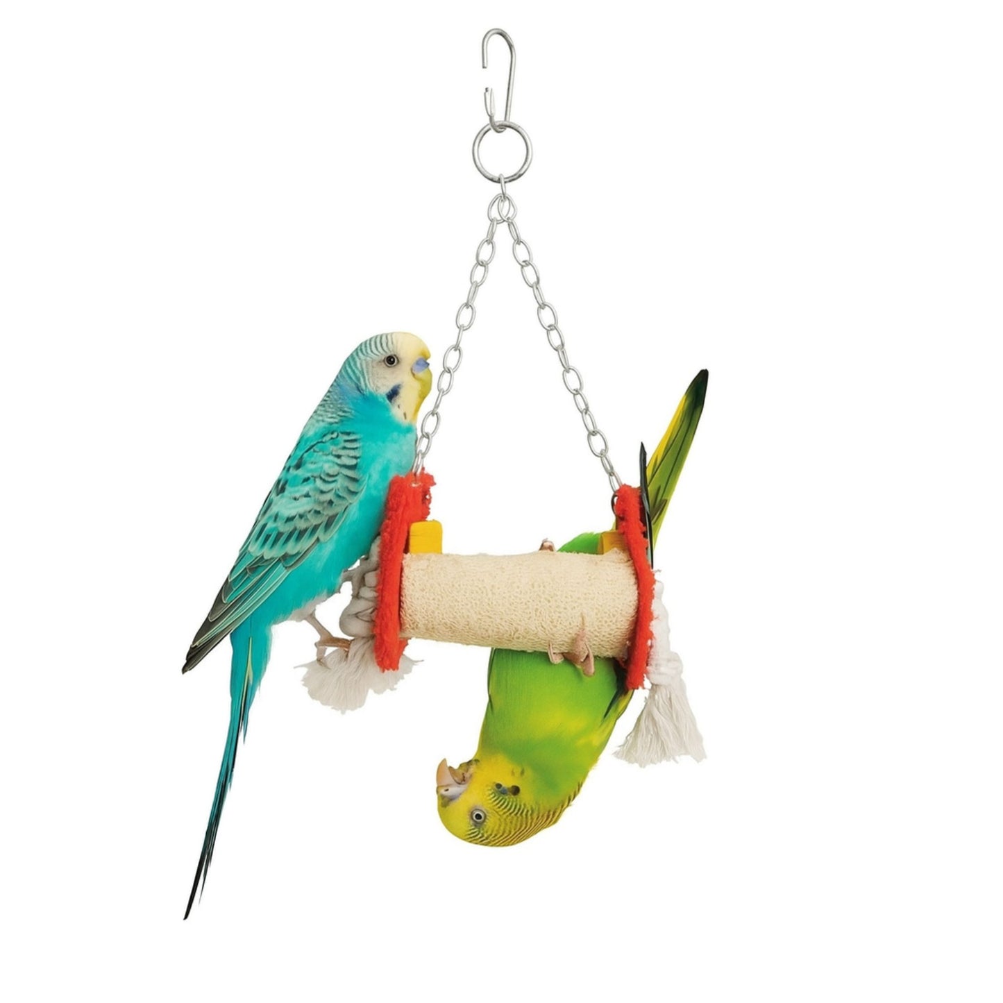 Two parakeets on a hanging perch with colorful rings against a white background