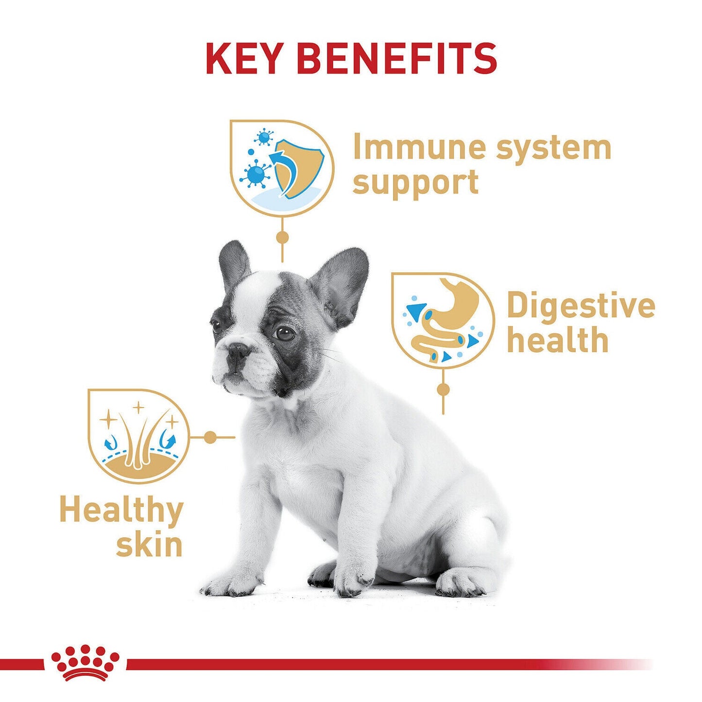 Royal Canin Breed Health Nutrition French Bulldog Puppy 3 Kg