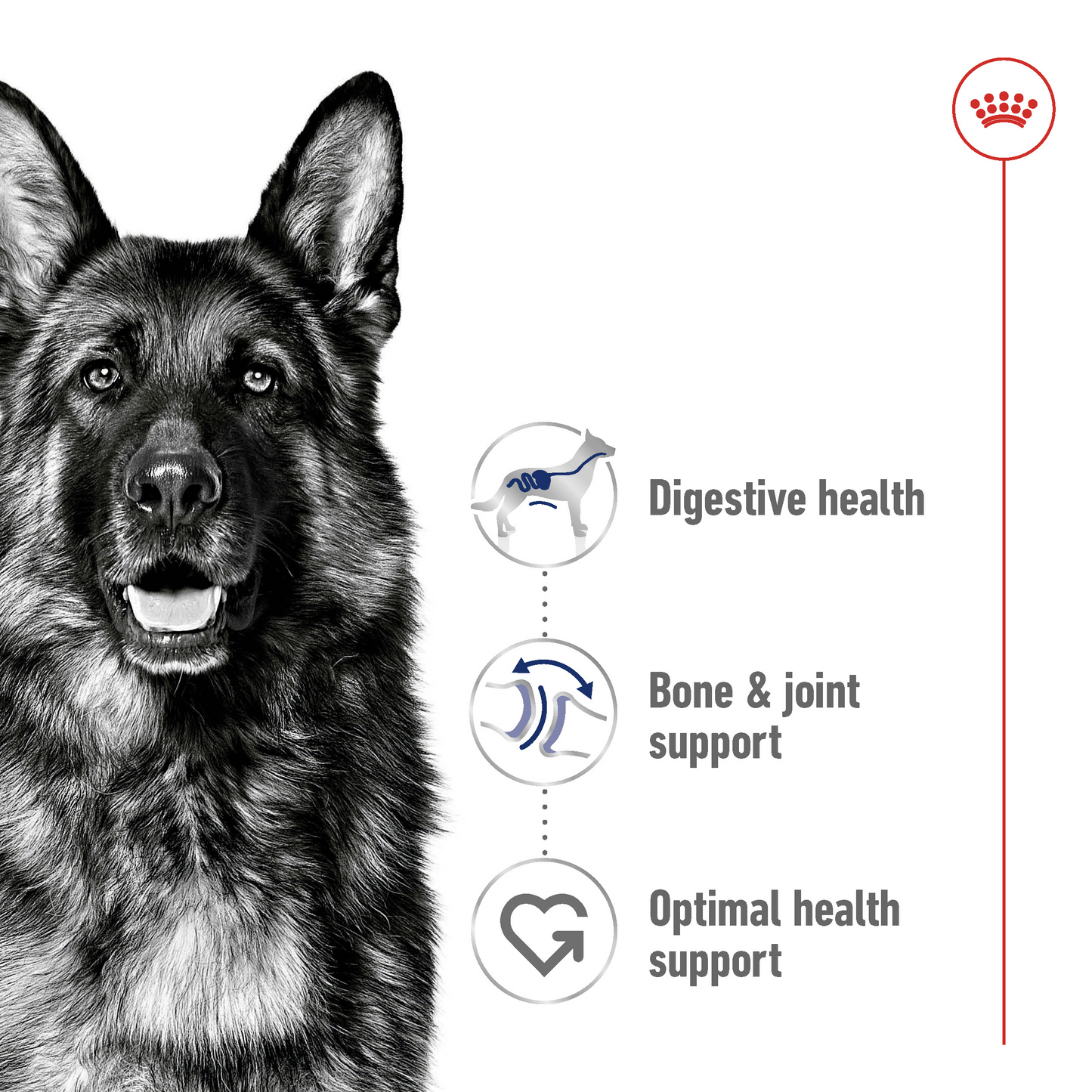 Royal Canin Size Health Maxi Adult Dry Dog food 10kg