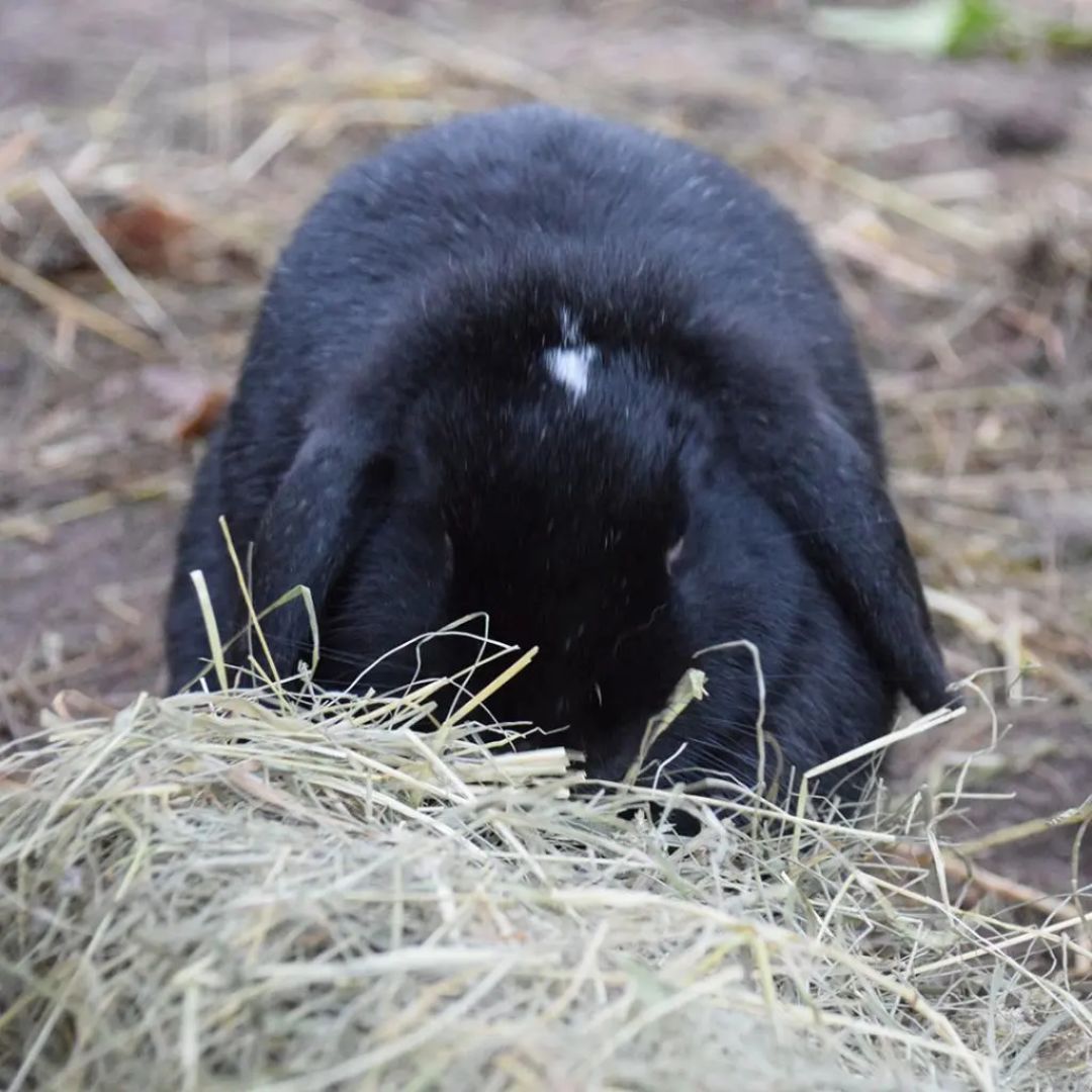 Witte Molen Puur Timothy Hay – 500g Premium Forage