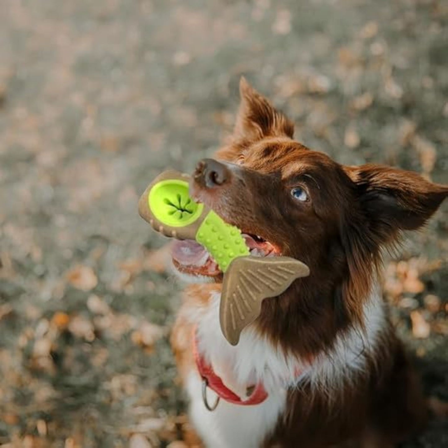 Dog playing with a green toy outdoors