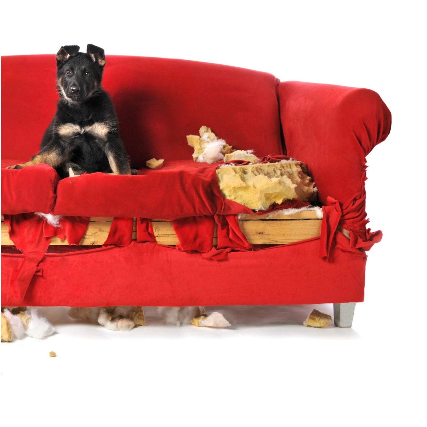 Dog on a red couch with food and trash scattered around